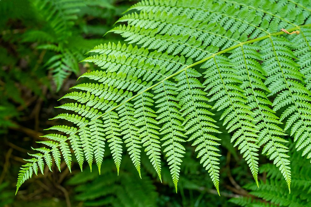 Issaquah-Washington State-USA Lady Fern frond
